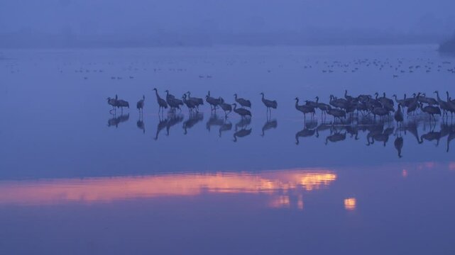 Eurasian Cranes standing in a lake at sunrise, illuminated by beautiful light.