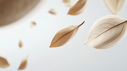Brown Magnolia Seed Pods Falling in Air Over White Background