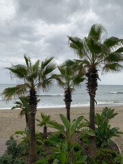 Autumn beach landscape in Marbella, Spain, with palm trees, lush greenery, sandy shore, ocean waves, and a cloudy sky. Peaceful coastal scenery and perfect vacation spot.