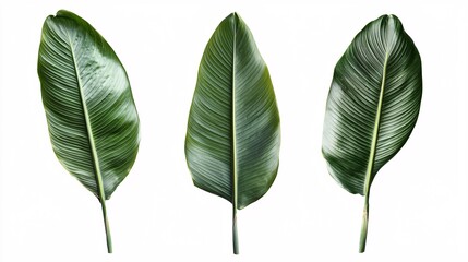 Obraz premium Three Green Leaves on White Background for Nature and Decoration