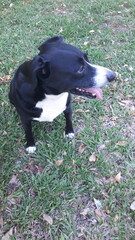 jack russell terrier