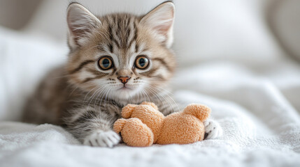 Obraz premium Adorable beautiful cute tabby kitten posing for photographer playing with her favorite toy on white bed and white background.Copy space. mock up.
