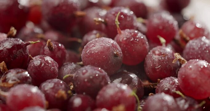 Macro photograph showing a close-up view of fresh and ripe red grapes with water droplets on their surfaces. The image showcases the texture and freshness of the fruit. Red gooseberry