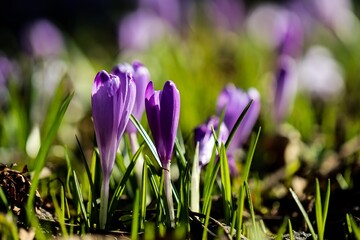 Vibrant Purple Crocus Flowers in Sunlit Meadow