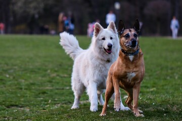 Two dogs playing on a grassy field.