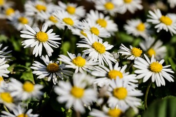 Vibrant white daisies with yellow centers in a lush garden.
