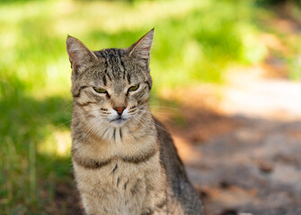 Cute tabby cat is playing in the garden. Selective focus.