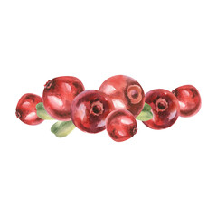 Red cranberries watercolor composition. Isolated wild berries arrangement, organic vegan food and healthcare painting for female cosmetics packing, menu, baking ingredient design
