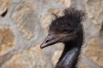 ostrich, bird, animal, nature, wildlife, ornithology, mini zoo,
