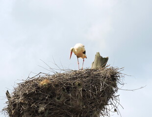 Stork in a nest