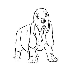 Obraz premium Basset hound, vector sketch Basset Hound dog breed animal vector line art one line sketch outline