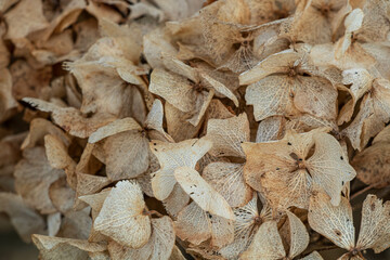 Dried hydrangea inflorescence in extra close-up