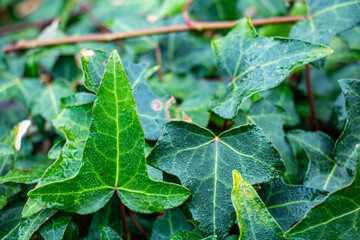 Branch of climbing English ivy with focus on the front leaf