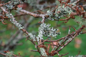 Blue-gray lichen growing on a tree branch