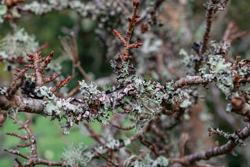 Blue-gray lichen growing on a tree branch