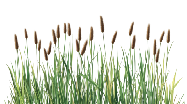 Lush green grass with bulrushes on transparent background png format nature scene minimalist viewpoint