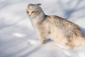 A lop-eared kitten with fluffy fur plays in the yard in the snow in winter
