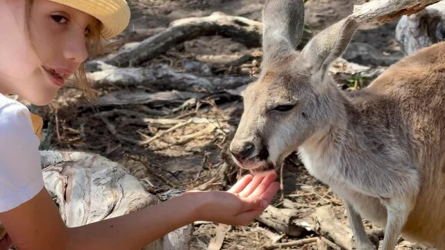 Heartwarming moment at Phillip Island Wildlife Sanctuary! A child gently feeds a baby kangaroo by hand, sharing a sweet and natural connection with Australian wildlife. Perfect for nature lovers 