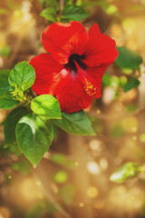 Beautiful summer nature background with bright red flower of hibiscus