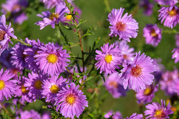 Obraz premium Close-up of lilac-pink flowers Symphyotrichum novi-belgii (Aster novi-belgii) with raindrops and sunlight. Concept of autumn flowers and their aesthetic value