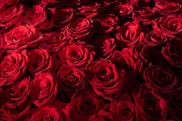 Abundant red roses beautifully arranged in a floral display