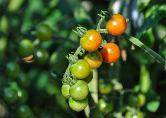 cherry tomato on a branch