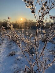 Frosty winter morning, sunny, plants in hoarfrost