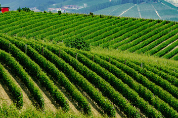 Landscape in Langhe (Piedmont)