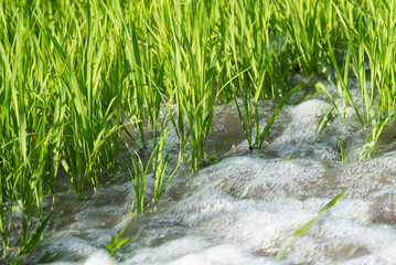 Watering nature of rice field on rice paddy