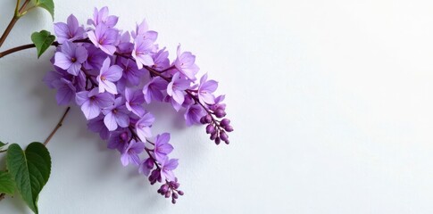 Delicate purple wisteria blooms climb stark white wall, Wisteria, flowers