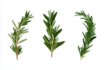 Fototapeta premium Fresh rosemary sprigs flying against a white background highlight vibrant culinary herb