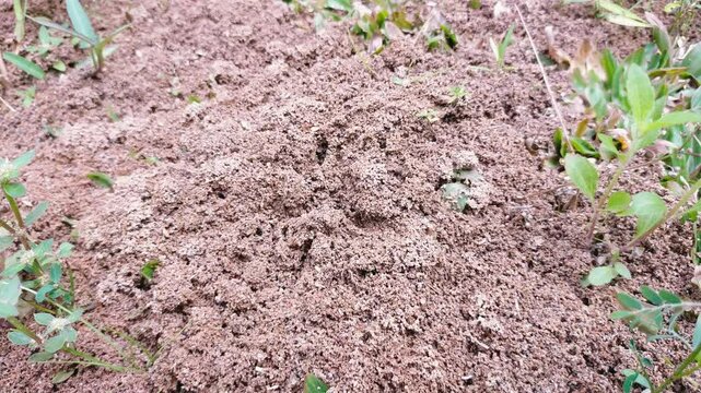 Ant nest. Red ant nest. Ant nest from the ground.