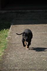 black puppy running