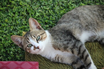 cat lying on the grass