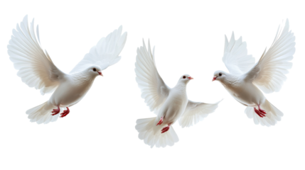 Three majestic white doves in flight transparent background png nature scene peaceful environment aerial view