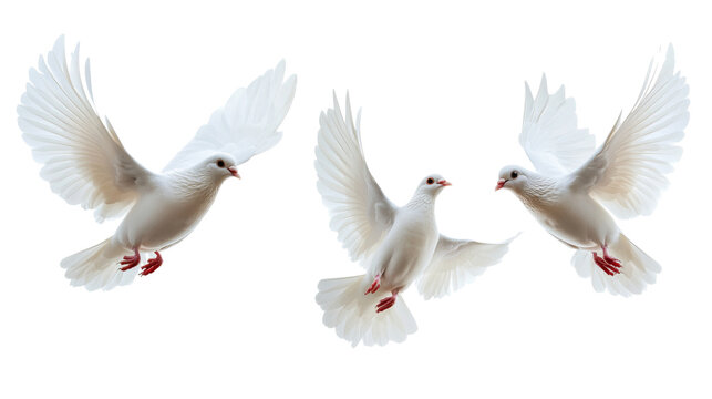 Three majestic white doves in flight transparent background png nature scene peaceful environment aerial view