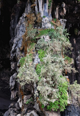 Unique rock formations and lush vegetation in the captivating landscape of Socotra Island