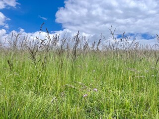 Obraz premium grass and sky