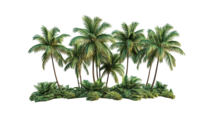 Lush palm trees in a transparent background png for nature graphics ideal for white design elements