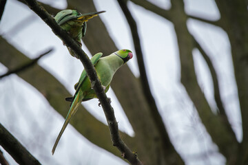 Male ring-necked parakeet courting in a tree.