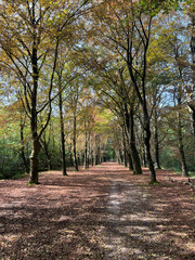 Path in the forest of Gaasterland in Friesland