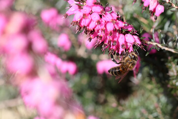 Busy pollinator gathers nectar from blooming heather pink flowers on background with copy space on the left. 