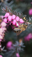 Obraz premium Close up of one bee actively gathers nectar from blooming heather pink flowers in spring on vertical background with copy space. 