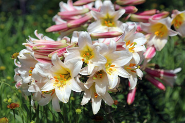 Sunlit Regal lily blooms, Derbyshire England
