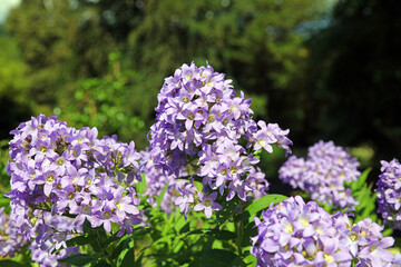 Obraz premium View of sunlit Clustered Bellflower plants, Derbyshire England 