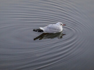 Seagull floating peacefully  on the water, water circles around it