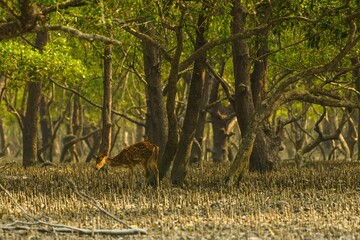 Spotted deer in Sundarbans mangrove forest