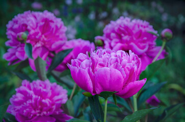 Pink double peonies blooming in the garden.