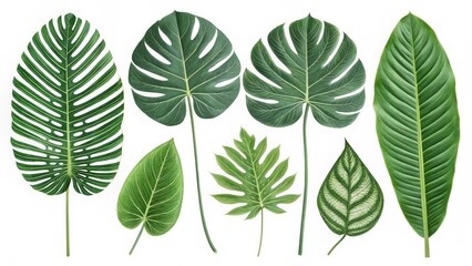 Fototapeta premium Seven Tropical Leaves Botanical Illustration, White Background, Green Foliage, Nature Tropical leaves, botanical illustration, foliage