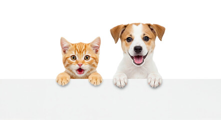 Cute Kitten and Puppy Peeking Over a White Sign on Transparent Background
